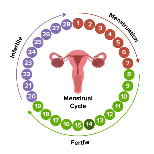 period safe days calculator, safe days to avoid pregnancy, ovulation calculator, fertility calculator, menstrual cycle calculator,